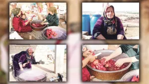 Efrîn’in nar suyu
