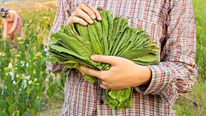 Gecenin karanlığında çocuk tütün işçileri