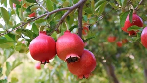 Dünyanın en itibarlı meyvesi: Nar