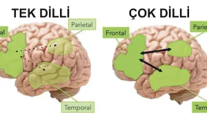 Çok dilli evlerde büyüyen bebeklerin beyin yapıları farklı