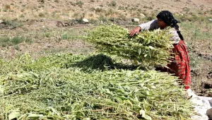  Susamlar tahin için kurutulmaya bırakıldı
