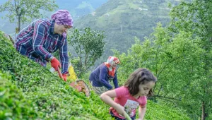 Romeika, Hemşince, Lazca tehlike altında