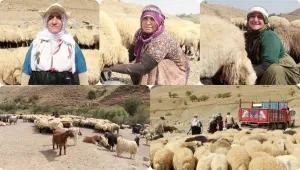 Yayla sezonu bitti, ürün yok 