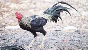 Tavuğun İpek Yolu serüveni
