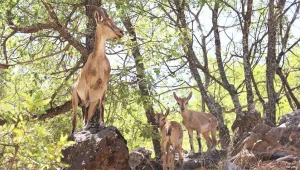 Dersim’in pezkovîleri büyülüyor