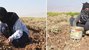 Ceylan, Zehra ve Şehnaz: Bir avuç fıstık için…