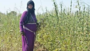 Kobanê’de susam mevsimi