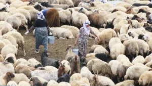 Bêrîvanlık bitiyor