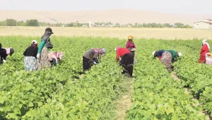 Tarlada 12 saat