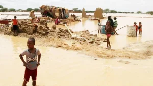Sudan sele 173 can verdi