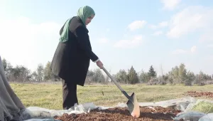 Nar kabuklarından doğal gübreye