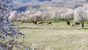 Kürdistan’da bahar