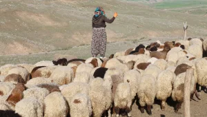 Yayla yasakları koçerliği bitirdi!