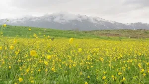 Her bahar görsel şölen
