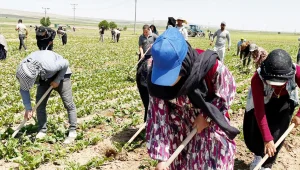 Güneşin altında çapa sallayan işçiler