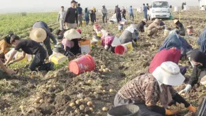 Halepçeli kadınlar kararlılıkla ayakta