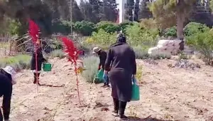 Sur’un tohumlarında umutlar yeşeriyor