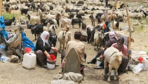 Bêrîvanlar göç ediyor