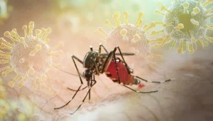 Chikungunya salgını kapıda