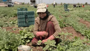 Tarlada yevmiye dahi çıkmıyor
