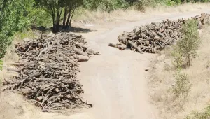 İhale koruculara
