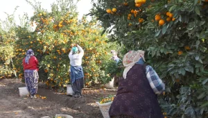 Kadınlar 25 Kasım’ı tarlada karşılıyor