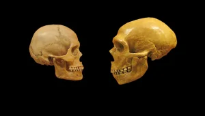 Evcilleşmenin anatomisi