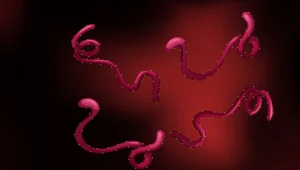 Ebola