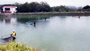 ECOMÚN Barış Kooperatifleri
