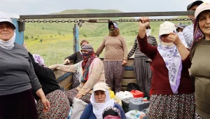 45 hanenin geçimini sağlıyorlar