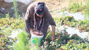 Çilek kırmızı, hesap kara