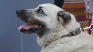 Sokaklar sessizleşti: Peki köpekler nerede?