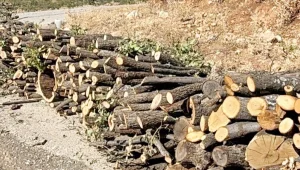 Bir haftada bin 950 ton ağaç