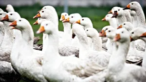 62 bin hindi ve ördek itlaf edilecek