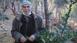 Tek başına 20 bin ağaç dikti