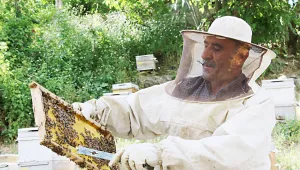 Bal arılarının Feraşin yolculuğu başladı
