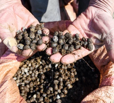 Küresel gübre kıtlığına doğru