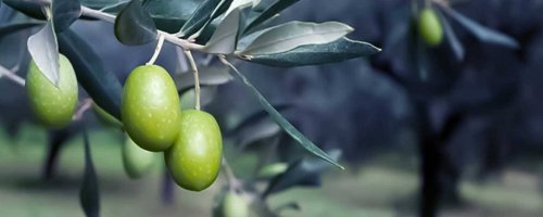 Bundesregierung verschließt Augen vor Olivenraub in Efrîn