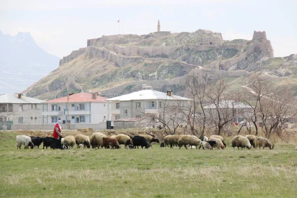 Zozanlara çıkmak için gün sayıyor 