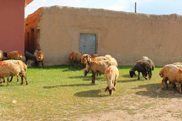 Meraya işgal halka işkence