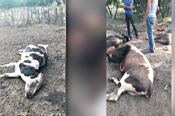 Helikopterden hayvanlar tarandı