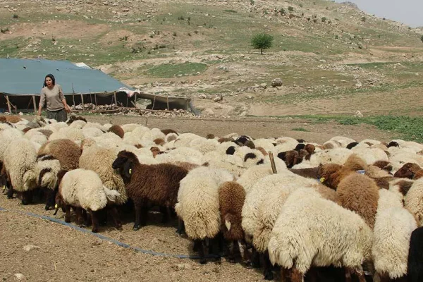 Koçerler saldırılara takıldı