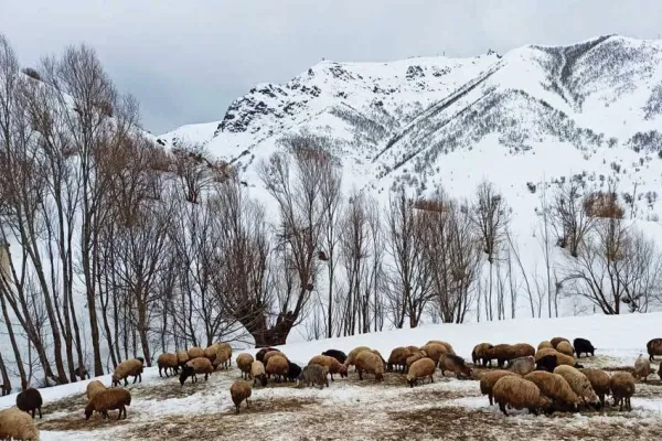 Kürdistan dağlarına vefa borcu