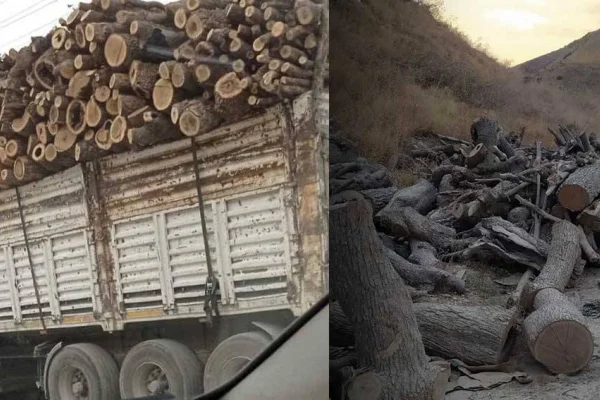 Hewlêr ve Bağdat’tan ağaç kesimi tepkisi