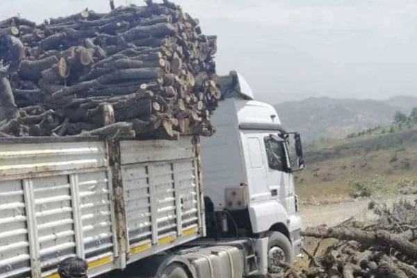 Avaşîn’de ağaçları kesiyorlar