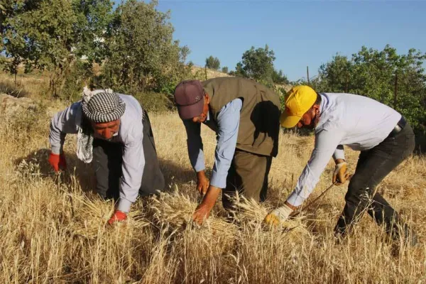 Tırpan geleneği stranlarla sürüyor