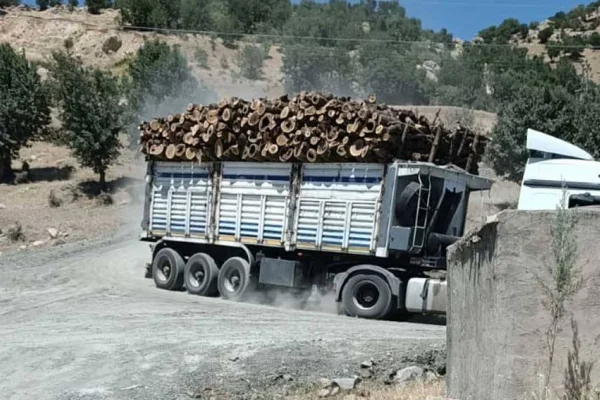 Besta’da yangın ve ağaç kıyımı