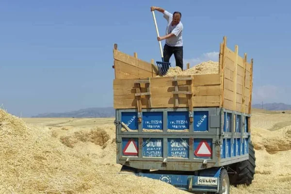 Samanın fiyatı 1.250 TL’ye çıktı