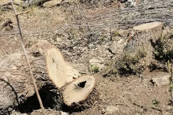 Besta’da ağaç kıyımı