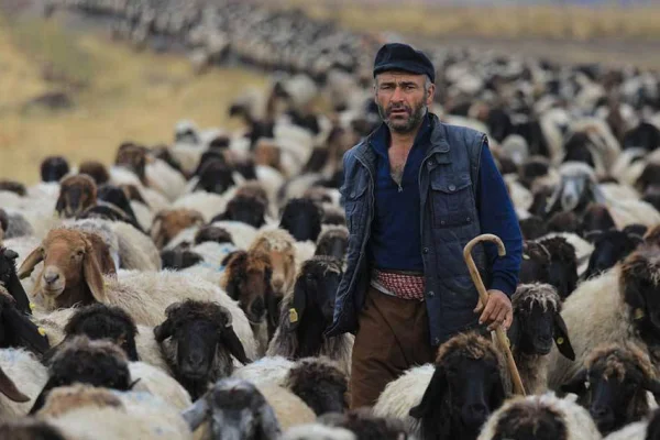 Koçerlere hayvan başı ceza